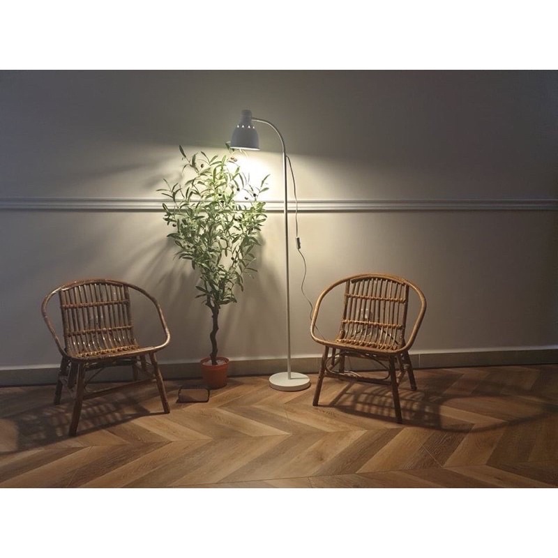 Cây Ô liu, Oliu ,Olive -loại cao cấp cao 1,3m ,1,7m decor sang chảnh