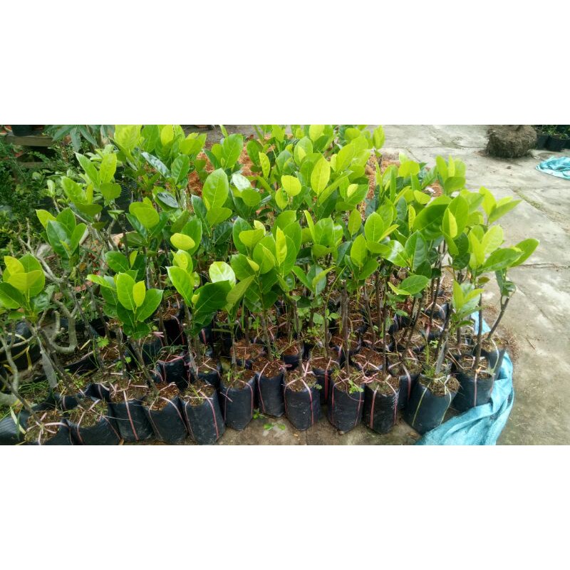 Combo 5 cây mít thái siêu sớm