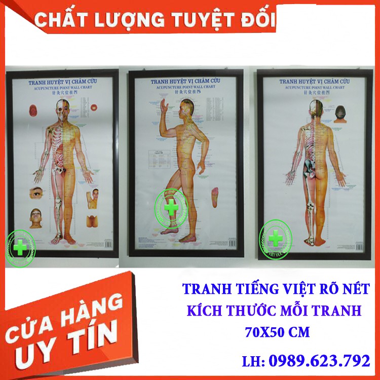 Tranh châm cứu huyệt vị 3 tờ - kích thước 50x70cm