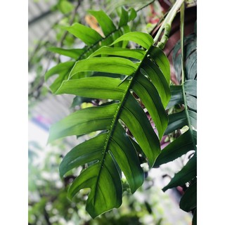 Trầu bà lá xẻ SIZE S, giống trầu bà Nam mỹ nhưng lá dài hơn y hình chụp