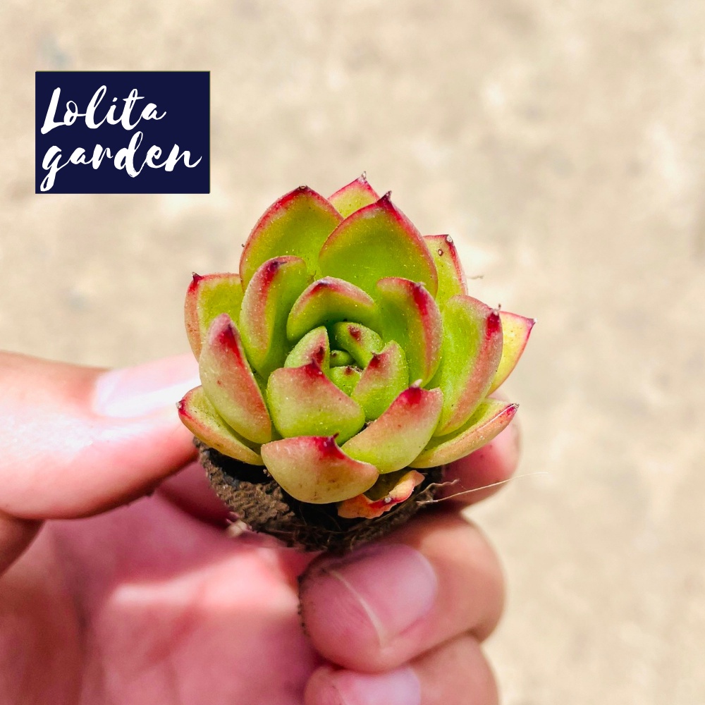 Sen đá viền lửa Đà Lạt size mini cây cảnh trang trí nhà cửa Lolita garden