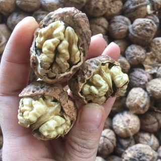 Óc chó nếp Tây Bắc - Loại 1 Đặc Sản Núi Rừng Miền Bắc