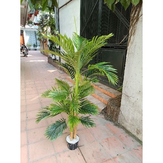 Cây giả - Cây Dừa Cảnh 3 thân 1m5 - TẶNG KÈM CHÂỤ-  Trang trí nhà cửa, văn phòng