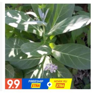 Cây lá hen khô 1KG (Cây bồng bồng)