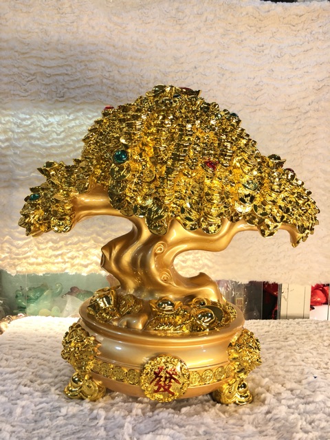 Cây kim tiền phong thuỷ to
