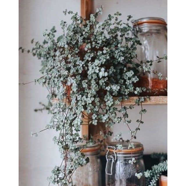 Chậu cứng Pilea Glauca Aquamarine baby tears