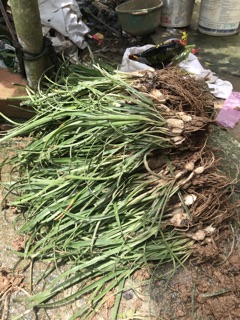 Củ Huệ Mưa