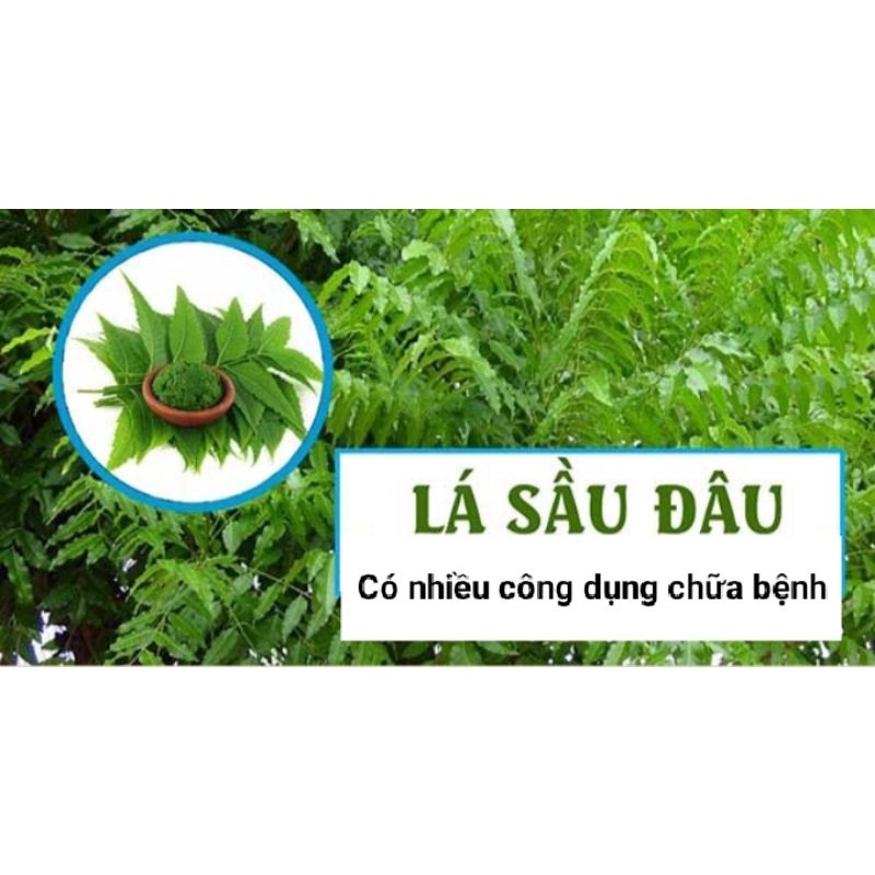 Cây Sầu Đâu Giống
