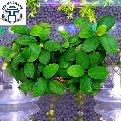 Giá Đỡ Mika Cây Thủy Sinh Cho Bể Cá Cảnh, Bể Thủy Sinh