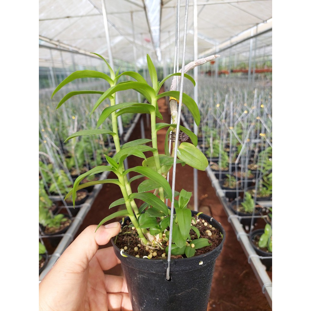 kie Phi điệp MŨI TRẮNG EASO cây thân xanh gieo hạt khỏe mạnh dài 10-25cm - VƯỜN LAN KIÊN ANH MTESTX hàng sổ xố
