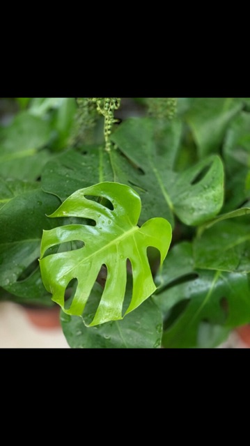 Trầu bà xẻ Montera giống thái lan chậu 3 cây size lá 20 đến 25cm