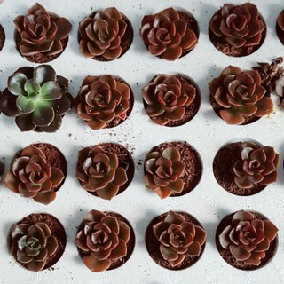 sen đá Nhật nguyệt vĩ