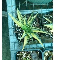 Cây móng rồng xoáy vàng