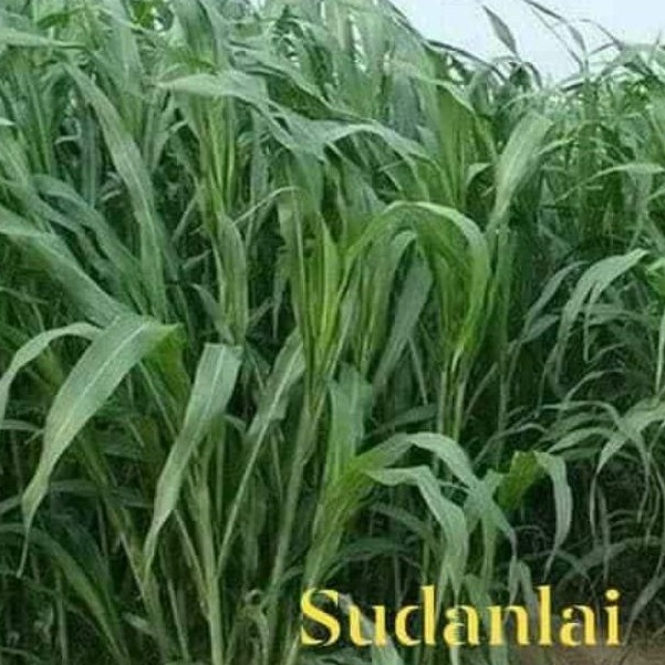 Hạt Giống Cỏ chăn nuôi SUDAN Lai,cỏ sả lá lớn dể trồng f1 - Gói 50gram-tặng kèm gói phân bón lót
