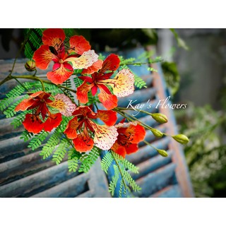 K89 - Khuôn Thép, Khuôn Kim Loại Cắt Hoa Phượng Chất Liệu Thép Cabon Dùng Kèm Máy Cắt Khuôn Thép