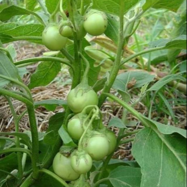 30H - #Hạt_Giống_Cà_Pháo_Xanh_Trắng_Tím ( tặng kèm kích mầm và phân bón )