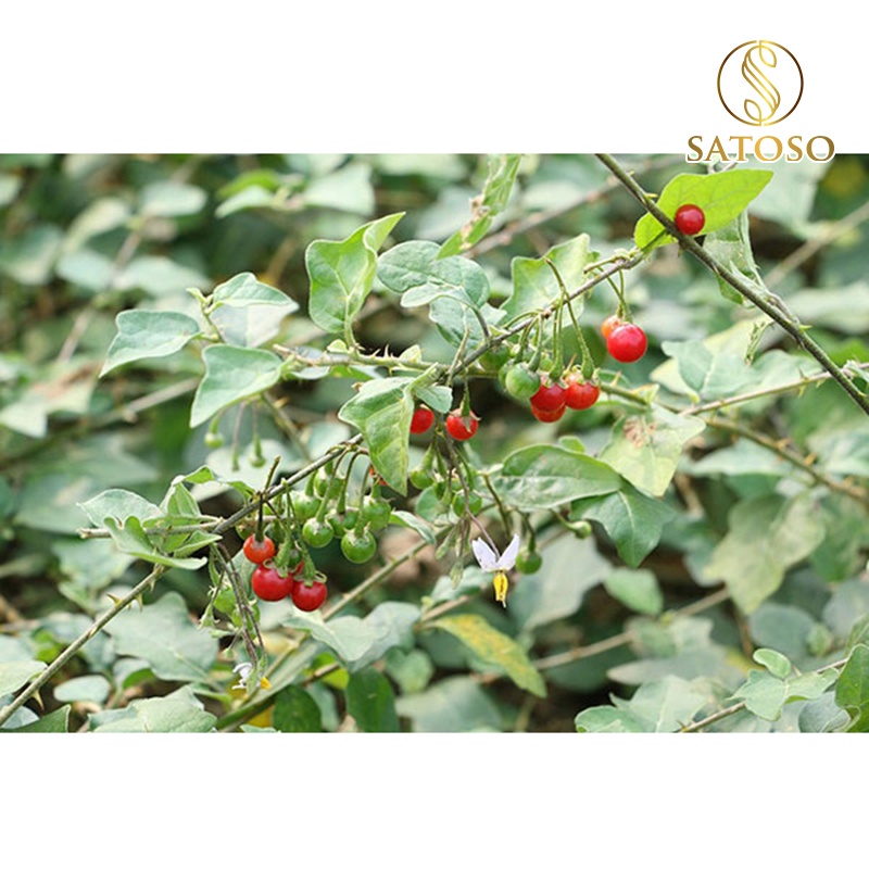 Cà gai leo túi lọc SATOSO 250g hỗ trợ bảo vệ lá Gan tốt cho sức khỏe SA15