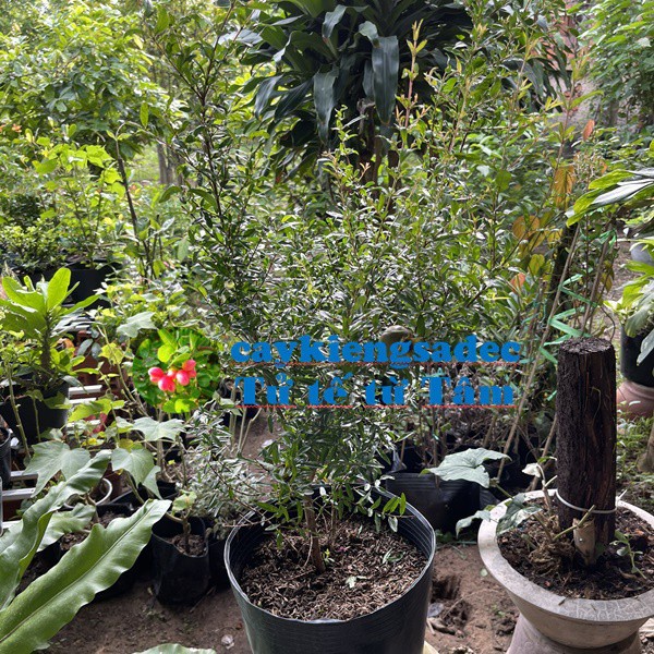 caykiengsadec  cây lựu Thái + Tặng Phân Bón - hoa kiểng lá - trang trí nội thất cảnh quan sân vườn ngoài trời