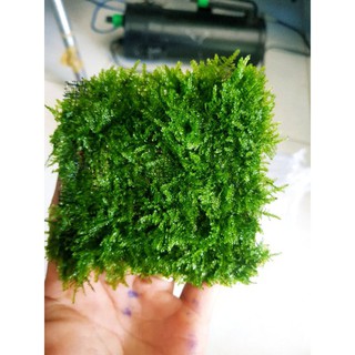 Rêu Mini Taiwan ( Vỉ 10x10cm ) Rêu cho bể thủy sinh