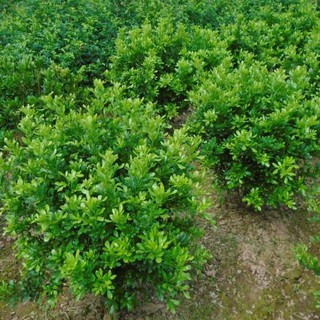 CÂY GIỐNG HOA NGÂU