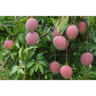 Cây Xoài Úc (Quả Đỏ)