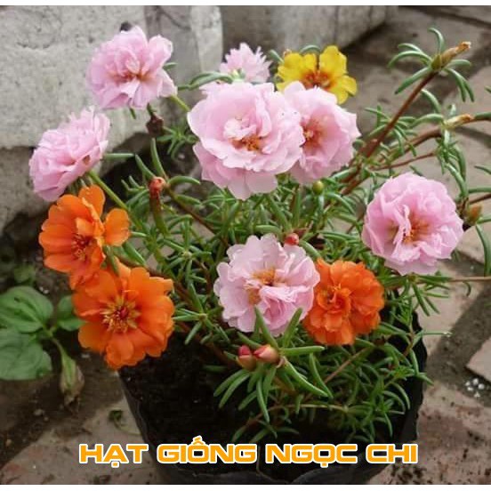 [Deal 1K Freeship] 400 Hạt Giống Hoa Mười Giờ Mỹ Kép MÀU ĐẸP NHẤT Túi Zip Trồng Thử Mùa Tết, Ban Công, Chậu Treo - 50H