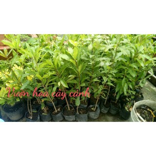 5 cây lộc vừng cao 50cm