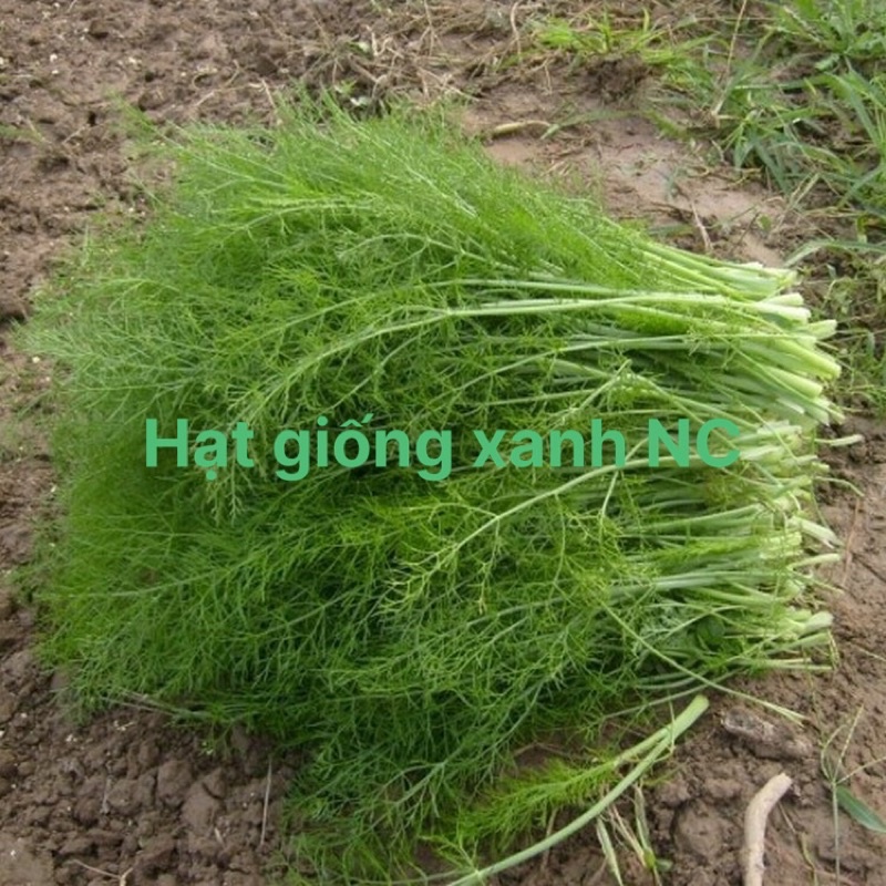 Hạt giống rau thì là  đóng gói 5gr loại rau gia vị trồng quanh năm