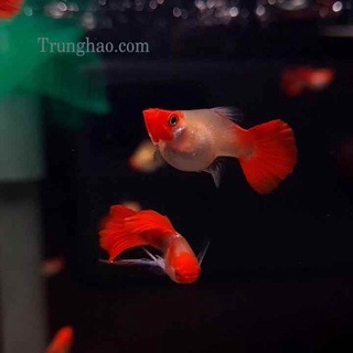 Cá 7 màu will koi short ribon size đẹp mắt đen dễ nuôi
