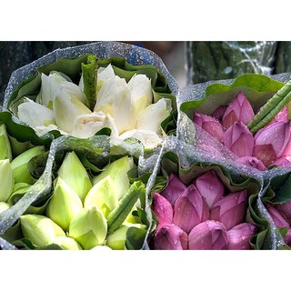 Hạt giống hoa sen ta