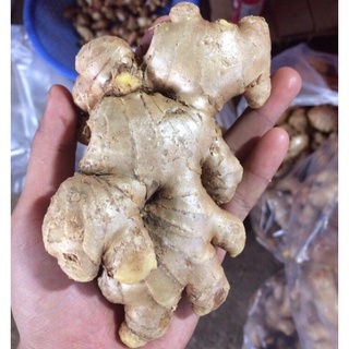 Gừng tây nguyên