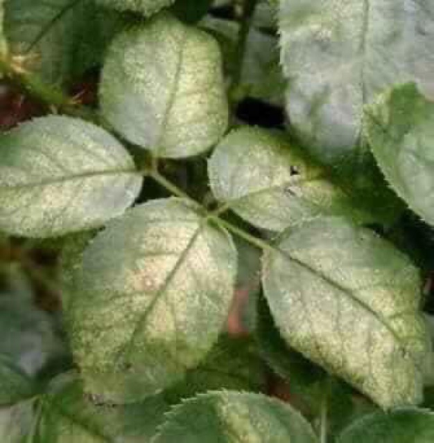 Thuốc đặc trị nhện đỏ cho hoa hồng