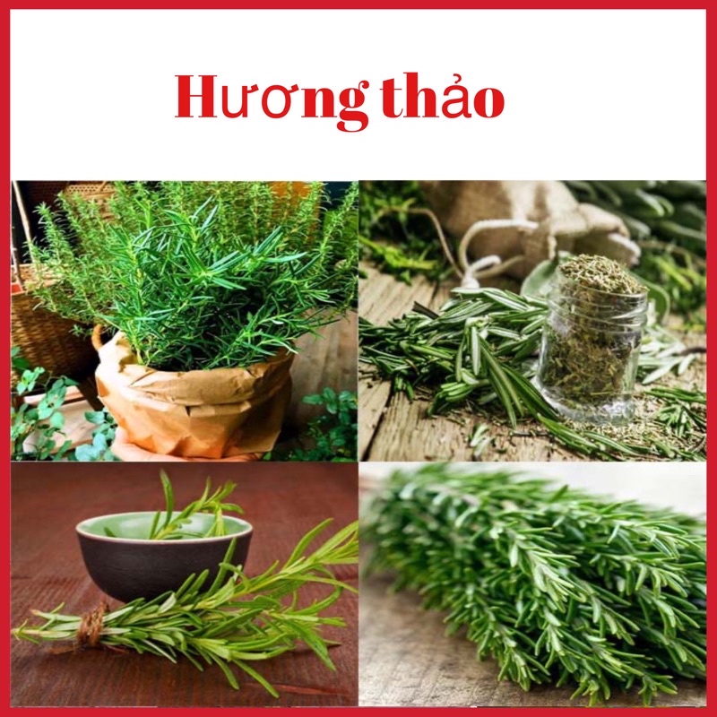 Cây hương thảo rất thơm đuổi muỗi làm gia vị (ảnh thật hình cuối)