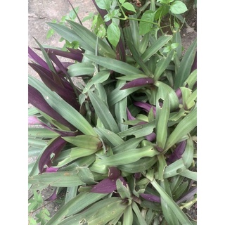 cây sò huyết( lẻ bạn ) 300g