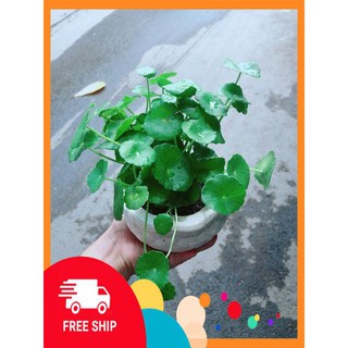 Chậu Cây Cỏ Đồng Tiền