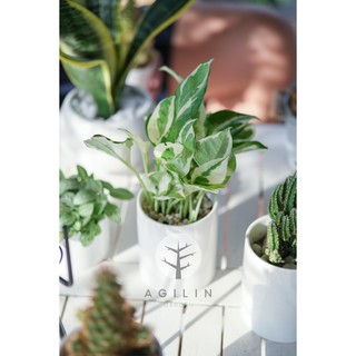 Chậu cây trầu bà sữa trồng trong chậu sứ