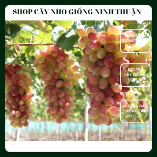 Cây Nho Ngón Tay NH01-152