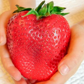 Hạt giống dâu tây khổng lồ