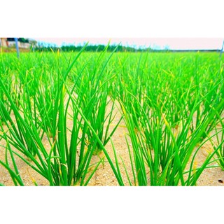 hạt giống hành ta gói 5gr