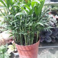🍓 Cau tiểu trâm (chậu to)🍓