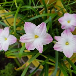 Huệ mưa (size hoa) set 10 củ