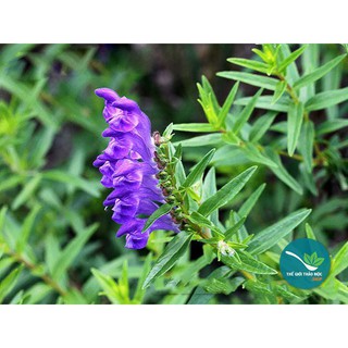 Cây Bán Chi Liên khô 1KG - TM077