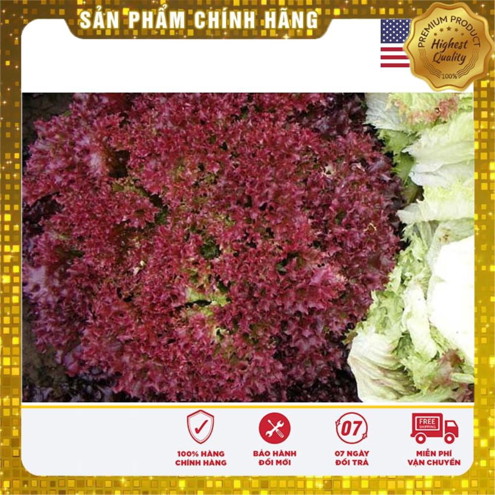 Hat giống rau xà lách xoăn tím 5GR USA