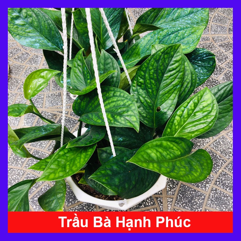 Cây Trầu Bà Hạnh Phúc - cây cảnh trong nhà + tặng phân bón cho cây