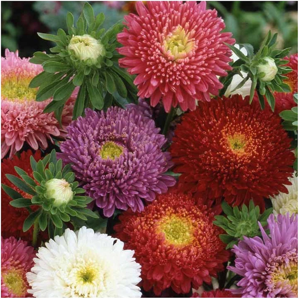 HẠT GIỐNG HOA CÚC ĐÀI LOAN Hạt giống Nhu cầu, Bột Puff China Aster (Callistephus chinensis) Gói hạt Mỗi loại