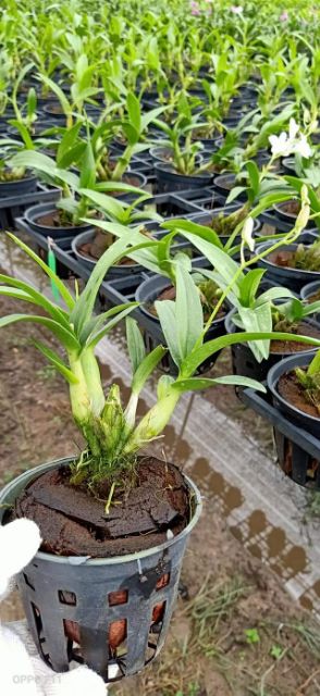 Chớp sữa enobi nhú vòi hoa