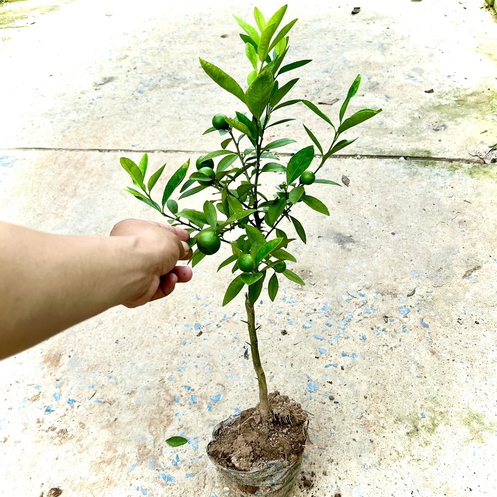 Cây chanh tứ quý trưởng thành đang hoa và quả cao 80cm-1m.