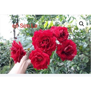 Cành Chiết Hoa Hồng Cổ Sơn La