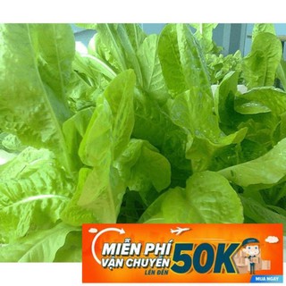 10g Hạt giống Xà lách mỡ