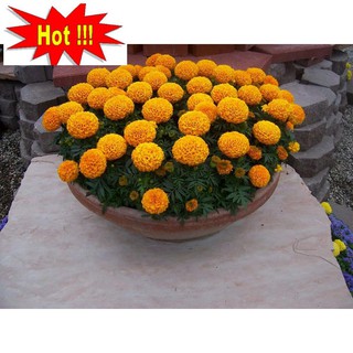 Hạt giống hoa Vạn thọ Cam lùn (30 hạt)